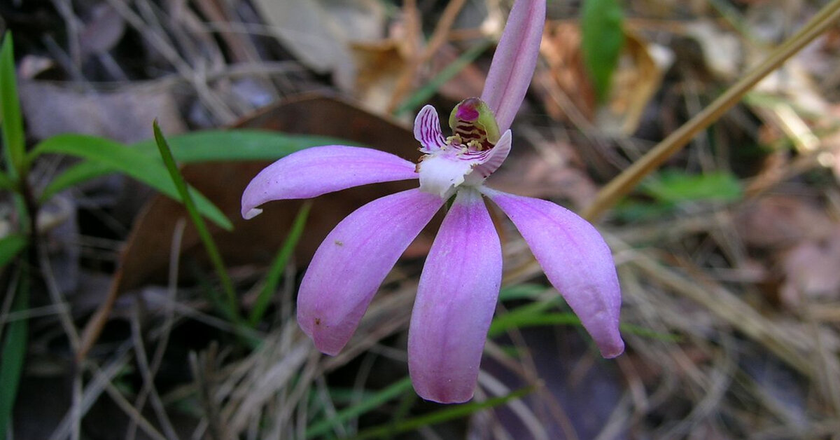 Caladenia robinsonii