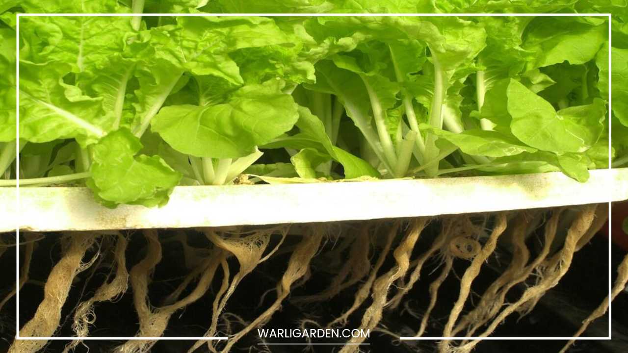 Hydroponics Farming