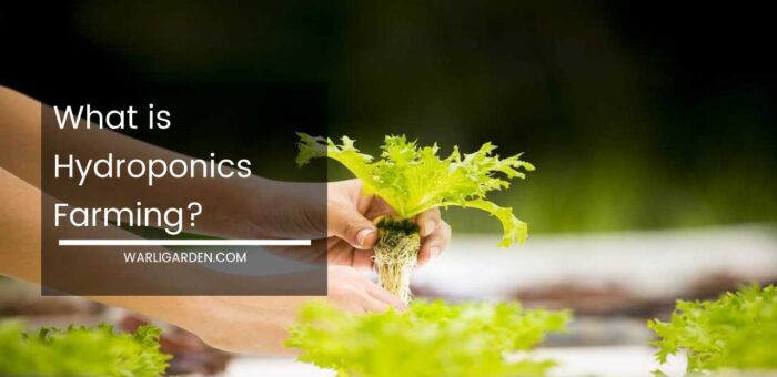 What is Hydroponics Farming?
