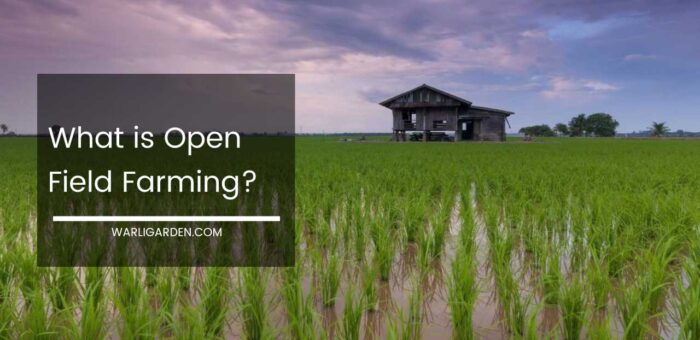 What is Open Field Farming?