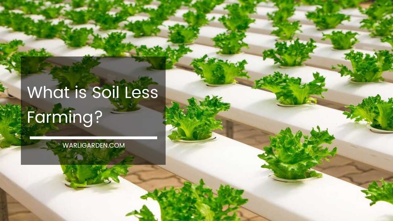 What is Soil Less Farming
