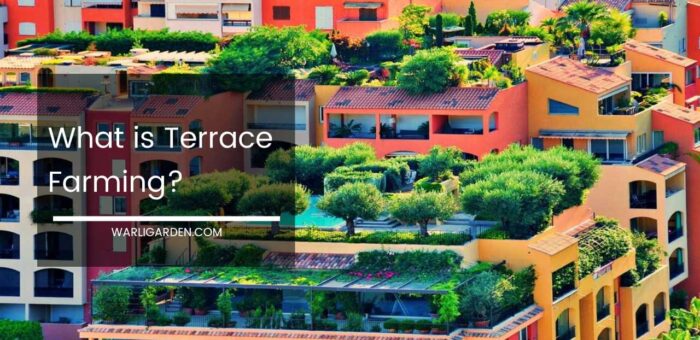 What is Terrace Farming?