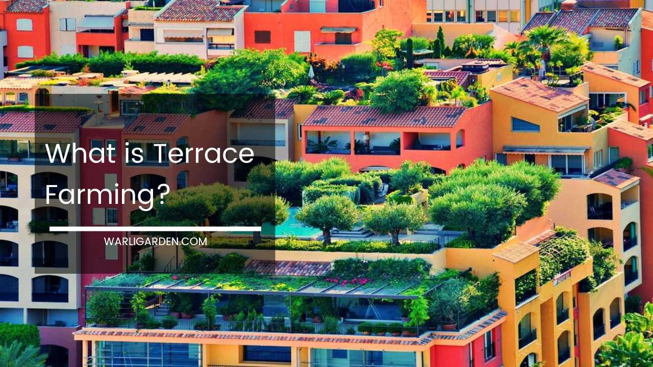 What is Terrace Farming
