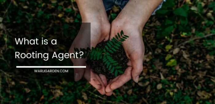 What is a Rooting Agent?